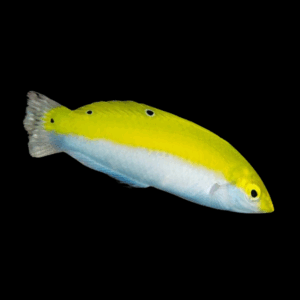 Canarytop Wrasse - M