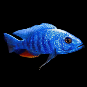 Haplochromis Electric Blue Ahli Cichlid (3 - 4 Cm)