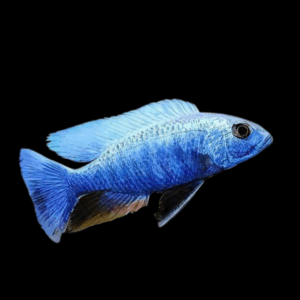 Haplochromis Fryeri Iceberg Blue Cichlid (3 - 4 Cm)