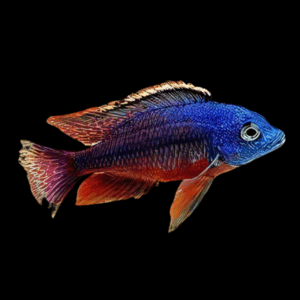 Haplochromis Red Empress Boadzulu Cichlid (3 - 4 Cm)