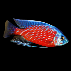 Haplochromis Red Fin Borleyi Cichlid (4 - 5 Cm)