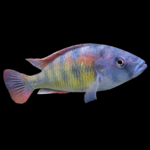 Haplochromis Thick Skin Cichlid (2 - 3 Cm)