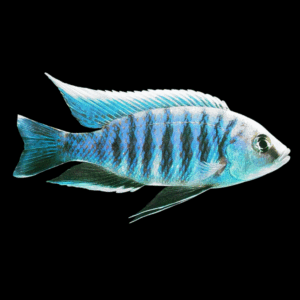 Haplochromis Chrysonotus Cichlid (2 - 3 Cm)