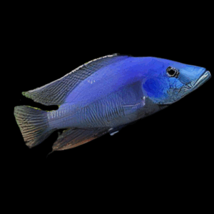 Haplochromis Compressiceps Cichlid (4 - 5 Cm)