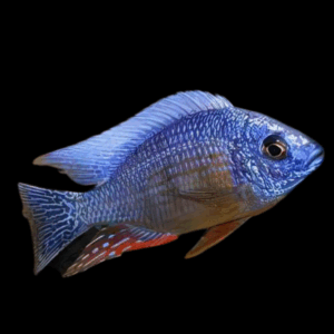 Haplochromis Steveni Cichlid (6 - 7 Cm)