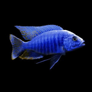 Haplochromis Fryeri Electric Blue Cichlid (3 - 4 Cm)