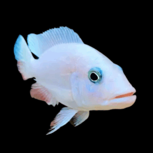 Haplochromis Fryeri Snow White Cichlid (3 - 4 Cm)