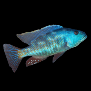 Tyrannochromis Nigriventer Cichlid (7 - 8 Cm)