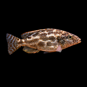 Halochromis Linny Cichlid (4 - 5 Cm)
