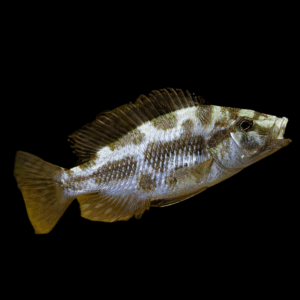 Haplochromis Livingstonii Cichlid (4 - 5 Cm)