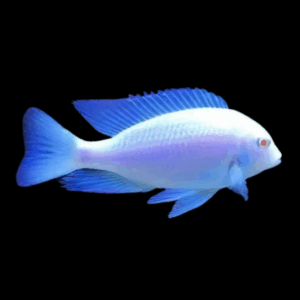 White Blue Dolphin Cichlid (4-5 Cm)