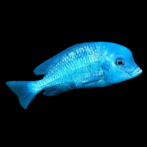 Haplochromis Blue Dolphin Cichlid (2 - 3 Cm)