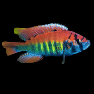 Haplochromis Nyerei Cichlid (3 - 4 Cm)