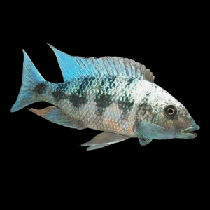 Rostratus Cichlid (6 - 7 Cm)