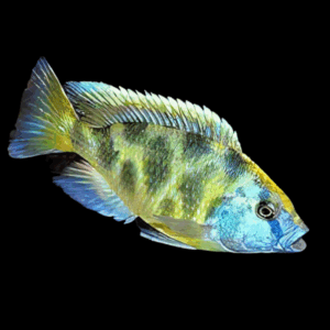 Haplochromis Venustus Cichlid (2 - 3 Cm)