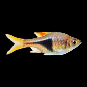 Harlequin Rasbora (> 3 Cm)