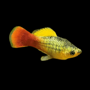 Hawaii Variatus Platy (3 - 4 Cm)