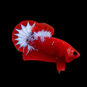 Plakat Hellboy Red Male Fighting Fish (Xl)