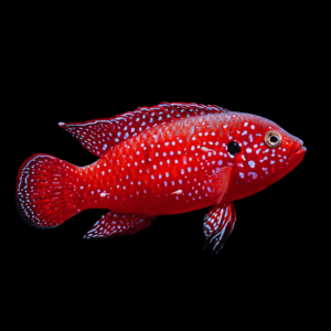 Blood Red Jewel Cichlid (4 - 5 Cm)