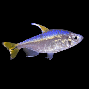 Yellow Congo Tetra (4,5 - 5 Cm)