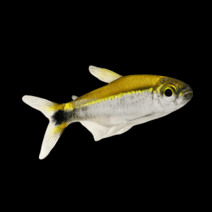 Costello Tetra (2,5-3 Cm)