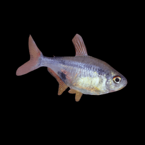 Pretty Tetra (2 - 3 Cm)