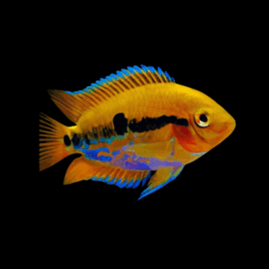Orange Rainbow Cichlid (3 - 4 Cm)