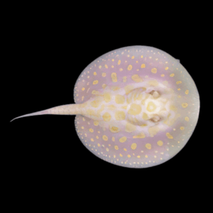 Freshwater High Grade Albino Black Diamond Polka Dot Stingray Potamotrygon Leopoldi - Female 20cm