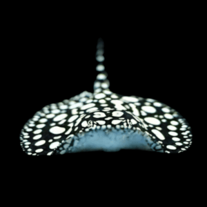 Freshwater High Grade Black Diamond Polka Dot Stingray Potamotrygon Leopoldi - Female, 20cm