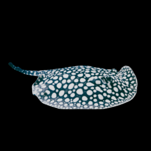 Freshwater High Grade Galaxy Black Diamond Polka Dot Stingray Potamotrygon Leopoldi - Female 20cm