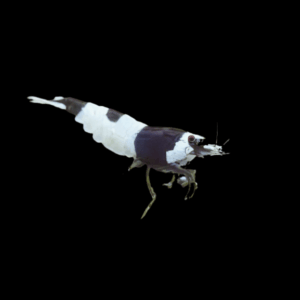 Crystal Black And White Shrimp (1 - 1,5 Cm)