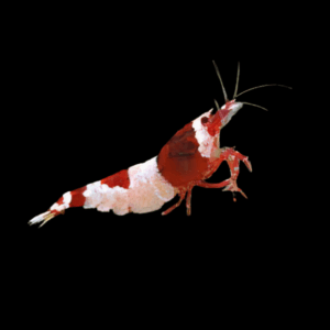 Crystal Red Shrimp (1 Cm)