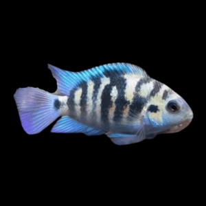 Honduras Red Point Cichlid (3 - 4 Cm)
