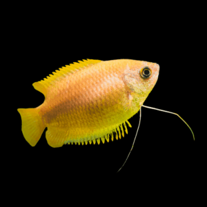 Wild Honey Gourami (3- 4 Cm)