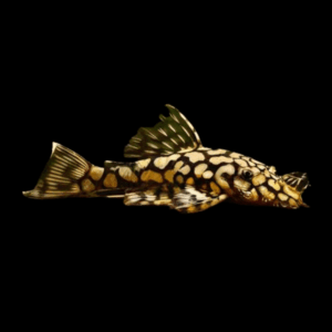 Honeycomb Bristlenose Pleco (2,5 - 3 Cm)