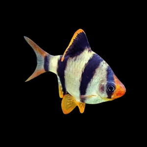 Hong Kong Tiger Barb (2,5 - 3 Cm)