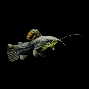 Hoplo Catfish (3 - 3,5 Cm)