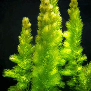 Hornwort X 10
