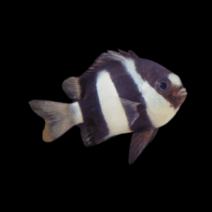 Humbug Whitetail Dascyllus - M