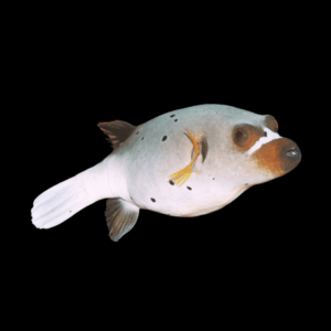 Hush Puppy Black Spotted Pufferfish - M