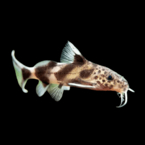 Multipunctatus Synodontis Catfish (2,5 - 3 Cm)