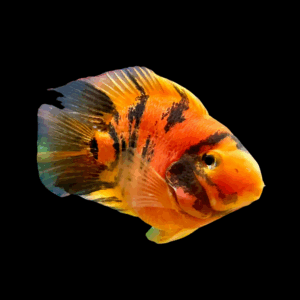Red Tiger Parrot Fish (11 - 14 Cm)