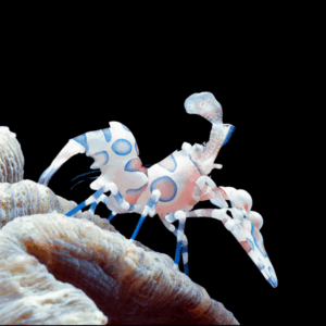 Hymenocera Elegans - M