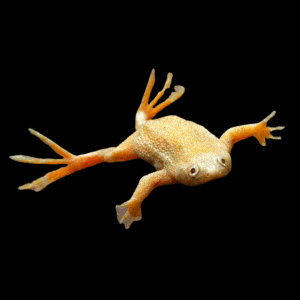 Golden Zaire Dwarf Clawed Frog (1-2 Cm)