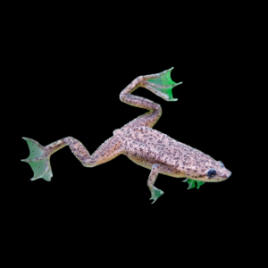 Zaire Dwarf Clawed Frog (1-2 Cm)