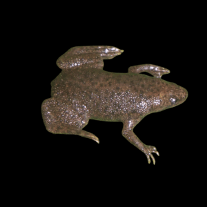 Western Dwarf Clawed Frog (2 - 3 Cm)