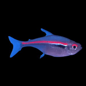 Scarlet Tetra (2,5 - 3 Cm)