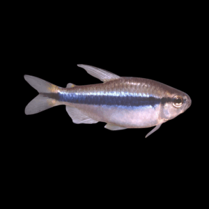 Lapis Tetra (2 - 2,5 Cm)