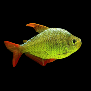 Magma Tail Tetra (1,5 - 2 Cm)