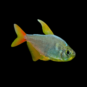 Magma Tail Tetra (2,5 - 3 Cm)